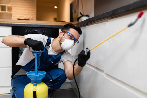 Best Wasp Removal Services  in Sauk Centre, MN