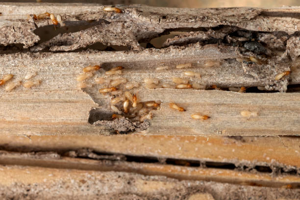 Best Best Pest Control Companies  in Sauk Centre, MN